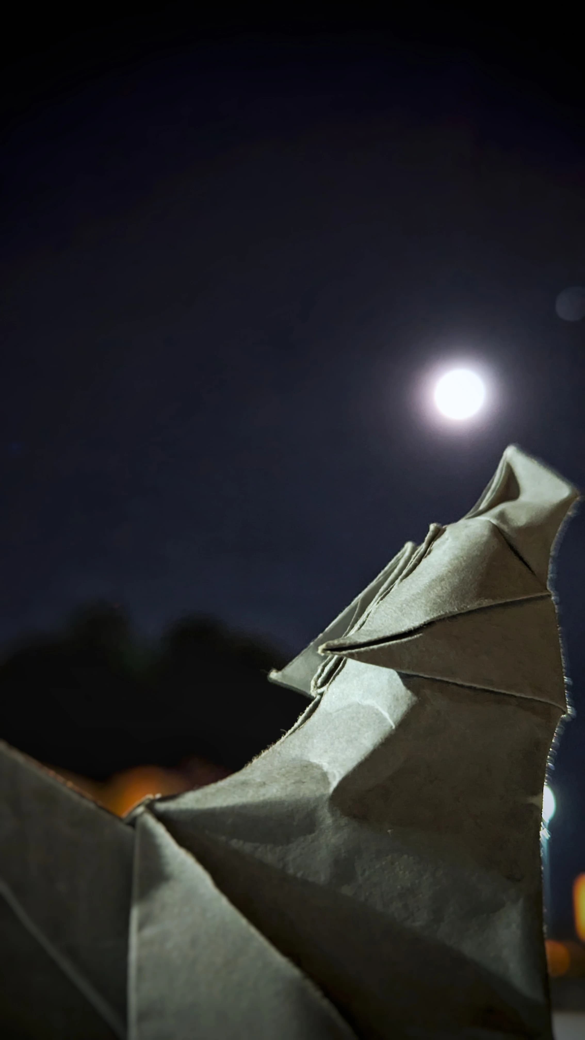 Lobo: figura de papel, fotografiada de frente